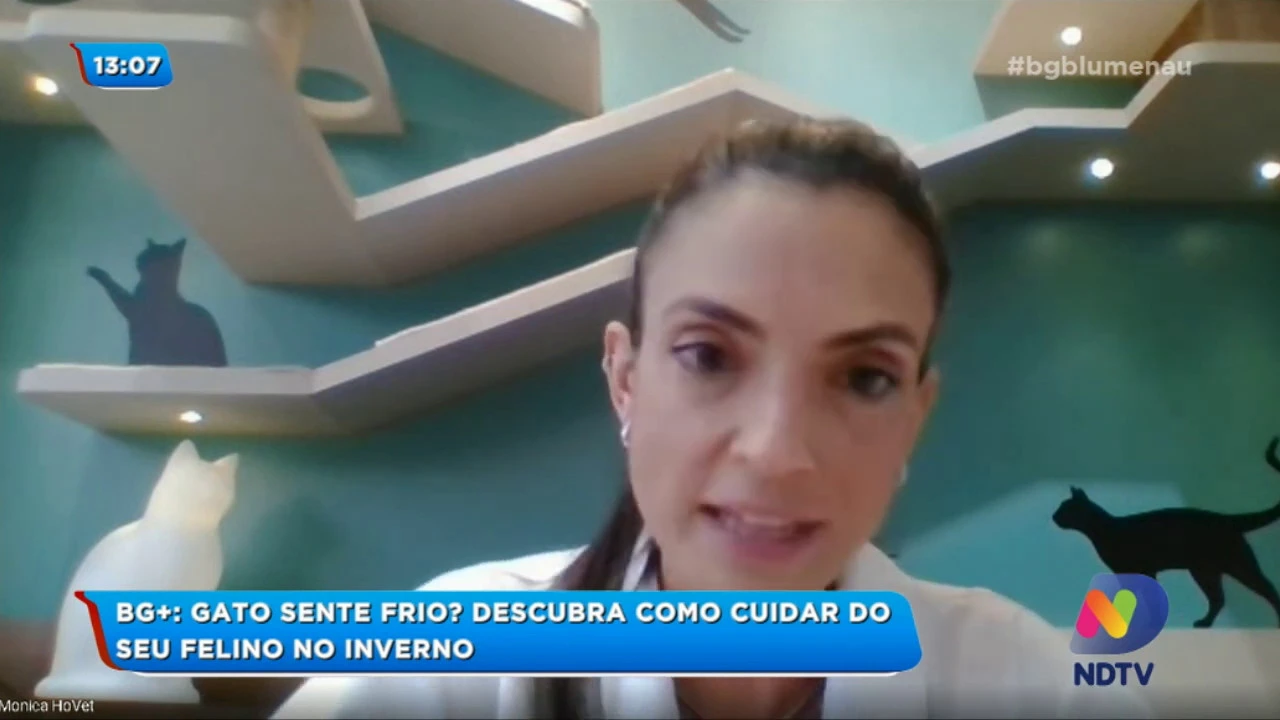 Gato sente frio? Descubra como cuidar do seu felino no inverno