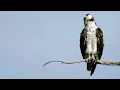 Lagu Peregrine Falcon Attempts to Steal Prey from Osprey