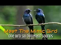 Lagu Drongo - interesting sounds and calls of drongos |Racket-tailed Drongo - Amazing calling sounds
