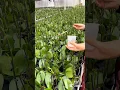 Download Lagu Techniques  To Grow Large Size Of Orchid Flowers #farming #flower