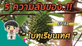 ใบทุเรียนเทศมีสารอะไรที่เกี่ยวข้องกับการยับยั้งมะเร็ง และมีผลต่อร่างกายอย่างไรเมื่อใช้ในปริมาณมาก