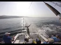 Black Marlin jumps INTO boat - almost TAKING OUT DECKHAND AND ANGLER