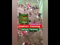 Download Lagu #shorts #shortfeed #natukodi  #farming #organic #naturalkadaknath eggs|| Nattukodi Farm