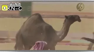 اسطورة الفردي لطامه ابن دغيثر 