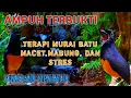 Download Lagu Terapi Murai Batu Macet Bunyi, Murai Batu Mabung dan Stres \