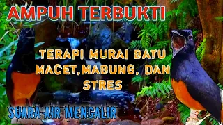 terapi murai batu macet bunyi murai batu mabung dan stres 