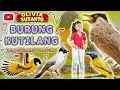 Download Lagu Burung Kutilang (Dipucuk pohon Cemara) artis Olivia Susanto | Lagu Anak Terpopuler #laguanak #burung