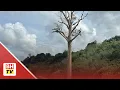 Lagu Pokok tualang berusia lebih 120 tahun ditebang hari ini