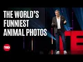 Lagu The Award for Best Comedy Wildlife Photo Goes to… | Tom Sullam | TED
