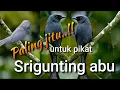 Download Lagu Suara pikat Srigunting Abu Paling Jitu