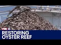 Texas oyster harvest Oyster reef being restored in San Leon