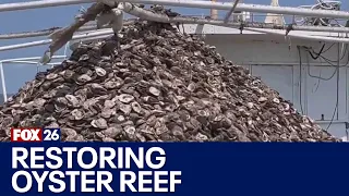 Texas oyster harvest Oyster reef being restored in San Leon