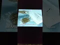 Seal N Save Commercial 2003 Sears Commercial Kenmore