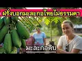 Download Lagu ฝรั่งบอก! มะละกอดิบไทยไม่ธรรมดา ต้องพันธุ์ไทยเท่านั้น [ENG SUB]