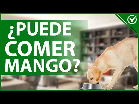 Download MP3 🐕 ¿Un Perro Puede Comer Mango? - Descubre Todos los Beneficios para tu Canino 🐕🥭