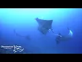 Manta Ray Mating Dance