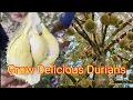 Lagu Cara pemupukan pohon durian dari tanam sampai berbuah