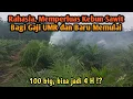 Download Lagu Terkusus Anak Muda, Begini Cara Memperluas Kebun Sawit Bagi Pemula dengan Modal Gaji UMR