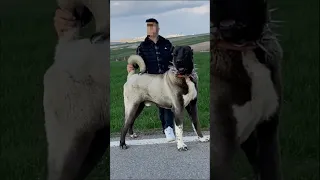 كلاب الحراسة اقوي كلب في العالم كلب الكانجال التركي حيوانات حيوانات غريبة الصيد كلاب  كلاب الحراسة اقوي كلب في العالم كلب الكانجال التركي حيوانات حيوانات غريبة الصيد كلاب