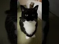Download Lagu This is Uni :3 #shorts #cat #猫 #maxwell #uni #うに
