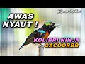 Download Lagu AWAS NYAUT ! FARIASI MEWAH KOLIBRI  NINJA GACOR FULL ISIAN COCOK BUAT PANCINGAN KONIN BAHAN OMYOKAN