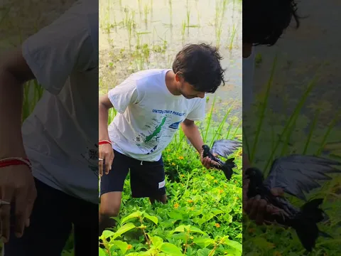 Pani me ek kobutar gir gaya hai #minivlog #foodlover #shorts