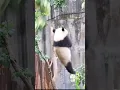 Download Lagu Panda Falling Funny Videos