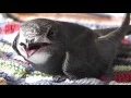 Download Lagu Saved a common swift - Mauersegler gerettet (Apus apus)