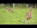 Kangaroo Diet Secrets How Grazing Giants Digest Their Food