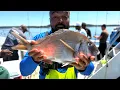 600 Golden Sea Bream POOL FISH on the Sound Bound fishing charter