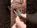 Battle insect - Smart cricket Vs Venomous ants
