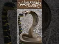 Download Lagu Zahrily Janwar Sanmp Dua | #cobra #cobar #viralvideo #Yt #ytshorts #shorts #hafizrabdinarind سانپ