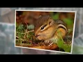 What Do Wild Chipmunks Eat A Comprehensive Guide About Their Diet