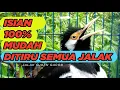 Download Lagu JALAK SUREN GACOR FULL ISIAN paling masuk buat PANCINGAN MASTERAN semua BURUNG JALAK #5