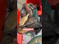 Lagu HONIARA SOLOMON ISLANDS FISH IS EVERYWHERE, FRESH \u0026 CHEAPEST BY THE ROADSIDE #shortvideo #shorts