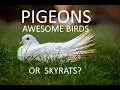 Top 10 facts about PIGEONS