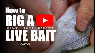 rigging a live karenteen live bait fishing asfn baits u0026 traces