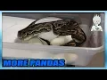 ANGRY Ball Python Mama DID NOT Want Me To Take Her Eggs