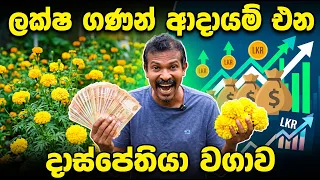 දාස්පෙතියා වගා කරල අමතර ආදායමක් ලබාගන්න ඔබත් කැමතිද ?