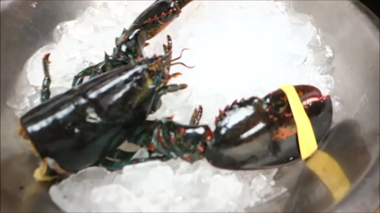 EXTREMELY GRAPHIC: Live Maine Lobster For Sushi Roll Part 2 - How To Make Sushi Series