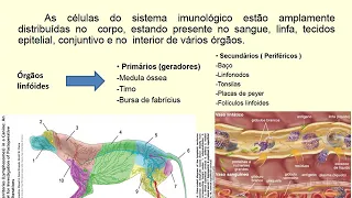 Aula  Imunologia Veterinária (Revisão para prova 1)
