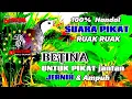 Download Lagu SUARA PIKAT BURUNG RUAK RUAK BETINA MEMANGGIL JANTAN || BIRDTRAP