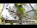Download Lagu Suara Masteran Burung Takur Bukit