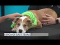 SPCA of East Texas