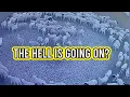 What Is Making Animals Walk In Circles For DAYS