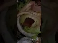 BACON Bourbon Burger from Burger Den WTH