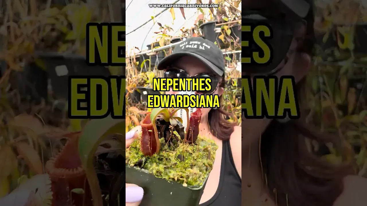 Nepenthes edwardsiana CalCarn Clone Potted