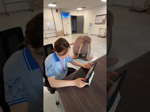 The pet seal came behind the girl - what happened next