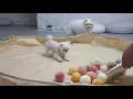 Download Lagu IJs maken voor de honden die de hitte beu waren