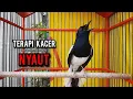 Download Lagu kacer gacor NGEPLONG tarung ini paling ampuh buat PANCINGAN KACER agar EMOSI